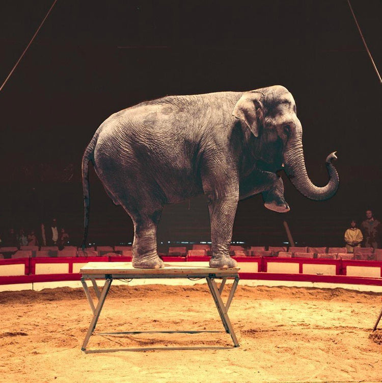 NIVOflex Portable Stage Platforms for Any Event